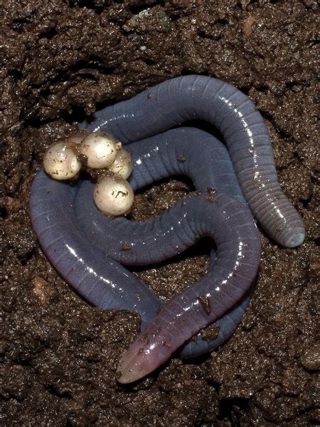 Do worms lay eggs?